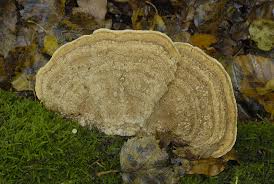 Attēlu rezultāti vaicājumam “Daedalea quercina”