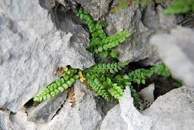 Attēlu rezultāti vaicājumam “Asplenium viride”