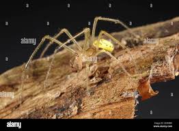 Attēlu rezultāti vaicājumam “Araniella male”