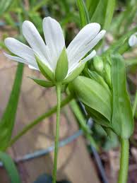 Attēlu rezultāti vaicājumam “Stellaria holostea flower”