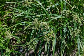 Attēlu rezultāti vaicājumam “Scirpus sylvaticus fruit”