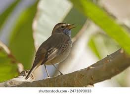 Attēlu rezultāti vaicājumam “Luscinia svecica adult”