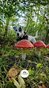 Image result for vliegenzwam