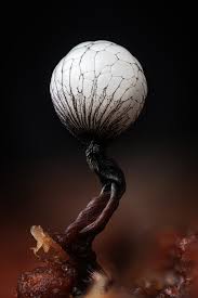 Attēlu rezultāti vaicājumam “Cribraria purpurea spores”