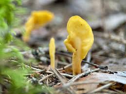 Attēlu rezultāti vaicājumam “Spathularia flavida”