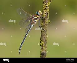 Attēlu rezultāti vaicājumam “Aeshna juncea male”