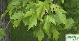 Attēlu rezultāti vaicājumam “Acer saccharinum fruit”