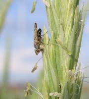 Attēlu rezultāti vaicājumam “Tetanops myopina”