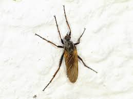 Attēlu rezultāti vaicājumam “Empididae”