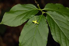 Attēlu rezultāti vaicājumam “Euonymus verrucosus leaf”