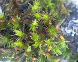 Attēlu rezultāti vaicājumam “Orthotrichum patens”