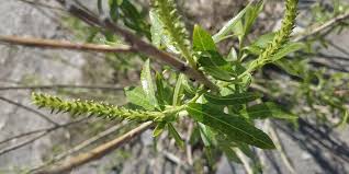 Attēlu rezultāti vaicājumam “Salix triandra”