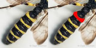 Attēlu rezultāti vaicājumam “Cerceris arenaria”