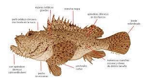 Image result for Scorpaena scrofa