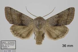 Attēlu rezultāti vaicājumam “Orthosia miniosa imago”