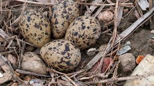 Attēlu rezultāti vaicājumam “Chlidonias niger eggs”