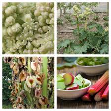 Attēlu rezultāti vaicājumam “Rheum rhabarbarum flower”