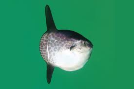 Image result for Mola alexandrini