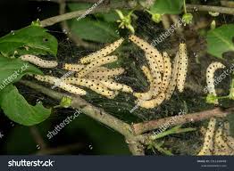 Attēlu rezultāti vaicājumam “Yponomeuta malinellus / cagnagella imago”