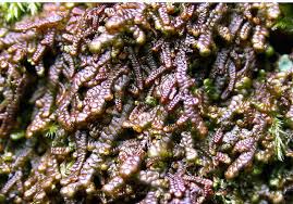 Attēlu rezultāti vaicājumam “Frullania fragilifolia”