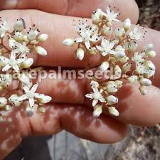 Attēlu rezultāti vaicājumam “Sedum album bud”