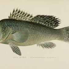 Image result for Centropristis striata