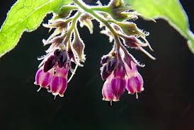 Attēlu rezultāti vaicājumam “Symphytum officinale bud”