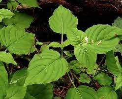 Attēlu rezultāti vaicājumam “Circaea alpina leaf”
