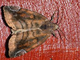 Attēlu rezultāti vaicājumam “Cosmia pyralina”