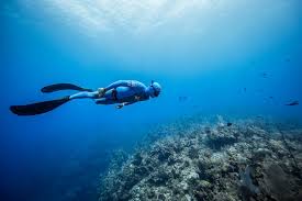 Image result for Blue Water Freediving School