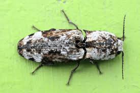 Attēlu rezultāti vaicājumam “Elateridae”