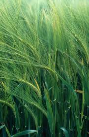 Attēlu rezultāti vaicājumam “Populus x gileadensis”