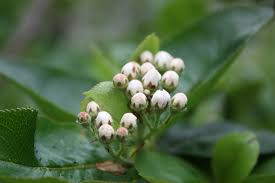 Attēlu rezultāti vaicājumam “Aronia melanocarpa bud”