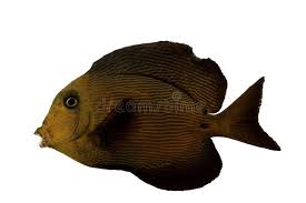 Image result for Ctenochaetus hawaiiensis