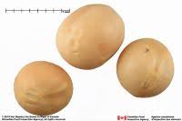 Attēlu rezultāti vaicājumam “Scheuchzeriaceae”