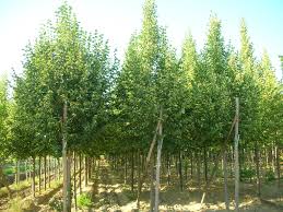 Attēlu rezultāti vaicājumam “Tilia”