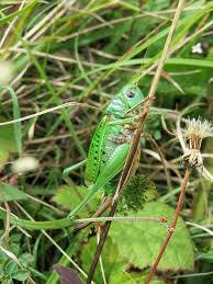 Attēlu rezultāti vaicājumam “Decticus verrucivorus nymph”