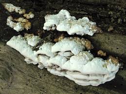 Attēlu rezultāti vaicājumam “Skeletocutis nivea”