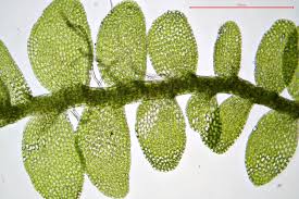 Attēlu rezultāti vaicājumam “Jungermannia subulata”