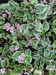 Attēlu rezultāti vaicājumam “Cyclamen hederifolium”