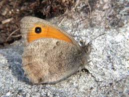 Attēlu rezultāti vaicājumam “Hyponephele lycaon male”