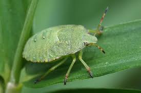 Attēlu rezultāti vaicājumam “Palomena prasina nymph”