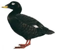 Attēlu rezultāti vaicājumam “Melanitta fusca”