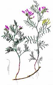 Attēlu rezultāti vaicājumam “Astragalus arenarius”