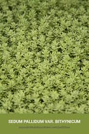 Attēlu rezultāti vaicājumam “Sedum pallidum”