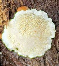 Attēlu rezultāti vaicājumam “Antrodia albida”