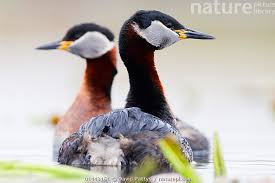 Attēlu rezultāti vaicājumam “Podiceps grisegena”