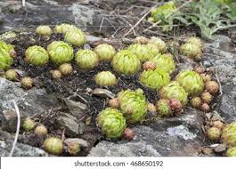 Attēlu rezultāti vaicājumam “Jovibarba globifera fruit”
