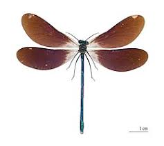 Attēlu rezultāti vaicājumam “Calopteryx virgo”