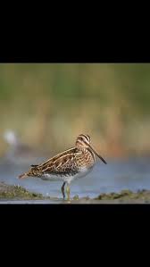 Image result for Gallinago gallinago